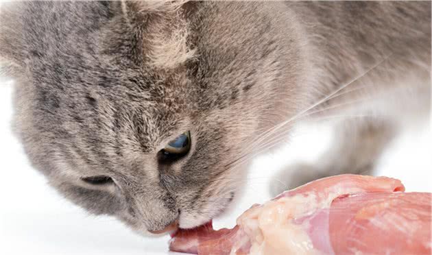 猫以肉食为主，家养宠物猫很少需要自己捕食，猫吃什么食物最好