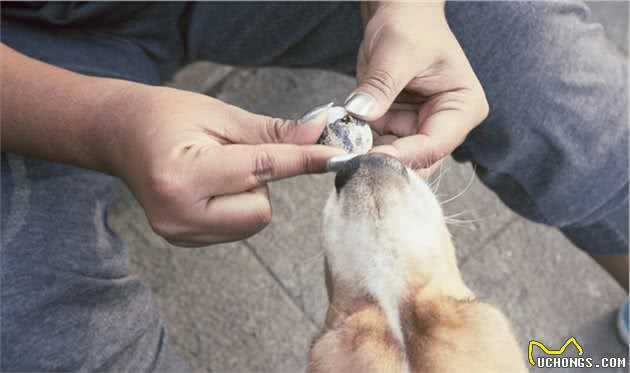 除了狗粮，狗狗吃这6种食物也能美毛，还很健康