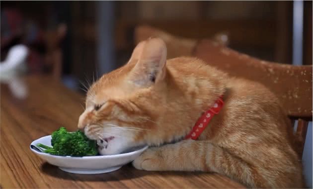 猫咪可以吃的8种蔬果，猫咪虽然爱吃肉，也要给它们喂蔬果