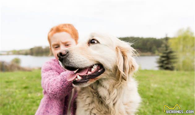 拉布拉多犬和金毛犬，哪一种更适合家庭饲养？