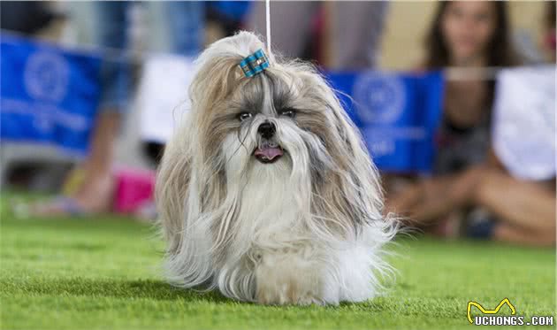 如何选择一条“日本狮子犬”