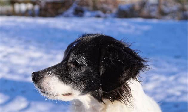 百加世：训犬课堂开课了，如何让狗狗半夜不乱叫？