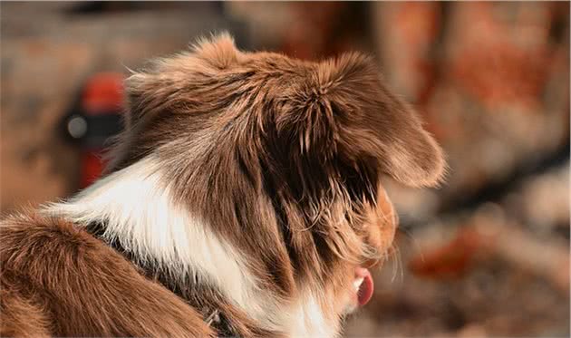 百加世：训犬课堂开课了，如何让狗狗半夜不乱叫？