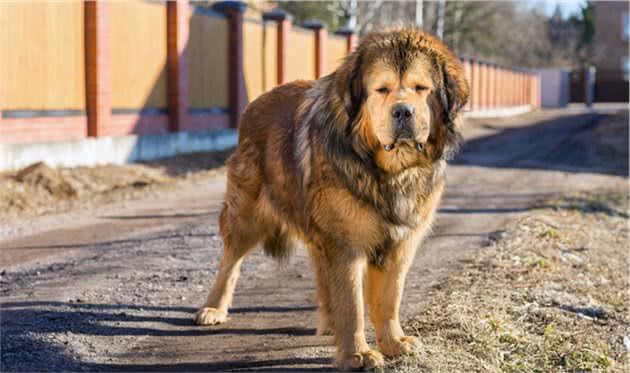 大多数猛犬都需要剪耳，可为什么藏獒不用呢？大多数人都未必知道