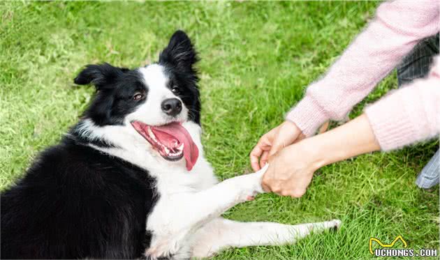 6点证明，边境牧羊犬可以很优秀