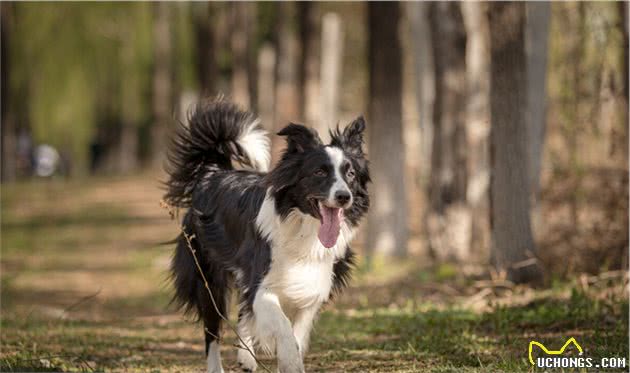 6点证明，边境牧羊犬可以很优秀