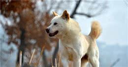 日本秋田犬的始祖-朝鲜丰山犬