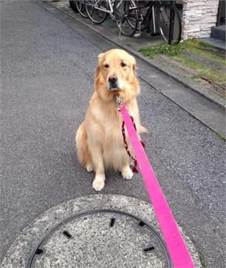 女生主人如何纠正狗狗扑人恶习