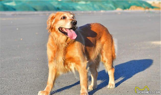 你所不了解的狗狗疾病！犬癫痫并非疾病，一种脑部放电现象