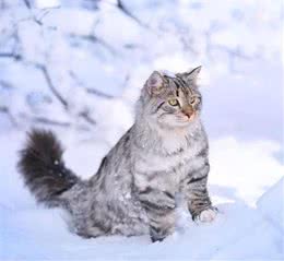 “西伯利亚猫”俄罗斯雪地里勇猛猎手，却对“猫过敏者”十分友好