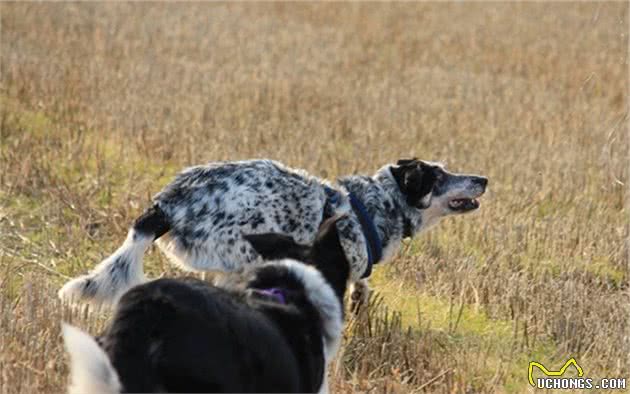 牧羊犬中的失败者，边牧号称犬中智商第一，竟被羊角顶翻在地