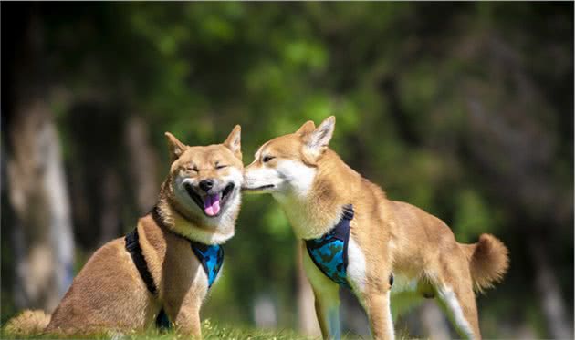 小八到底是柴犬还是秋田犬？它俩要如何区分？小细节看差异