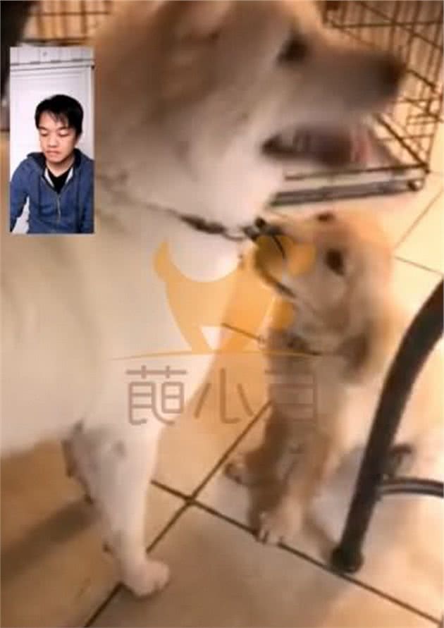 养过超乖秋田犬，美国主人受不了调皮小金毛，跨洋远程训犬