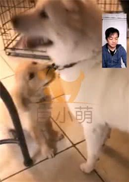 养过超乖秋田犬，美国主人受不了调皮小金毛，跨洋远程训犬