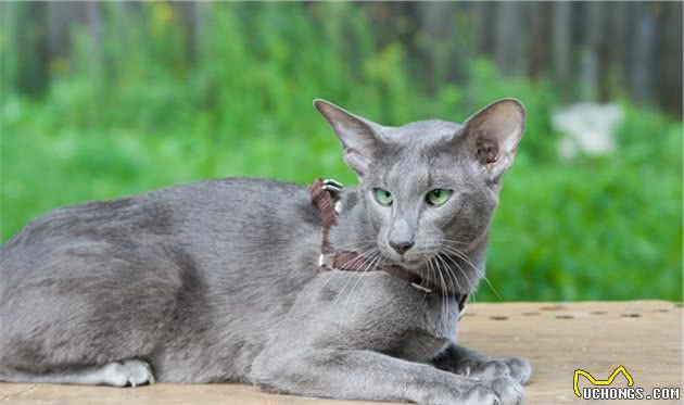 养猫之后，家里猫毛太多受不了？原来还有这8种不易掉毛的猫