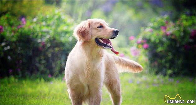 想养狗？看完再做决定！精心推荐十种让你欲罢不能的萌犬