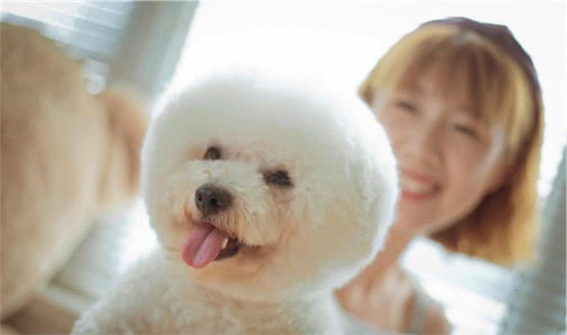 比熊犬如果经常对你做这6个动作，代表它已经爱上你了