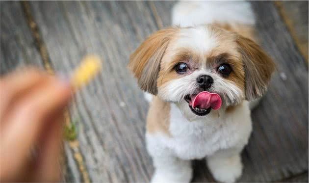 短鼻犬容易有呼吸问题，想养好法斗等狗狗，主人要注意这4个问题