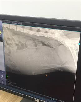 狗狗怀孕生崽全程注意事项