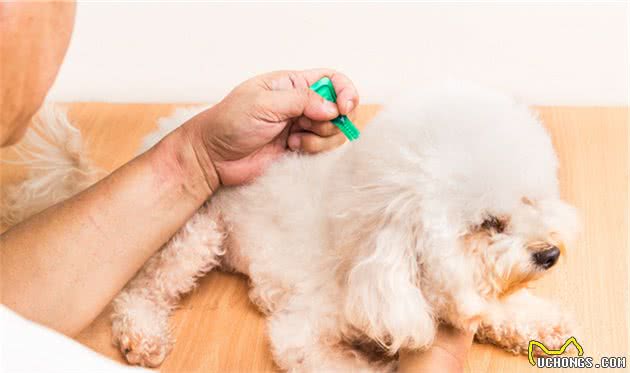 狗狗喜欢滚草地，小心寄生虫上身！主人用这4招可以预防