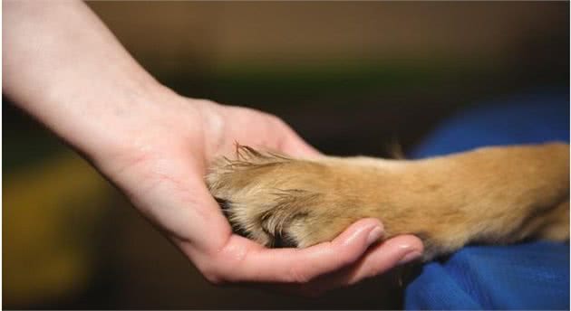 幼犬的性格，活跃或胆小一测就知，你家狗适合你吗？