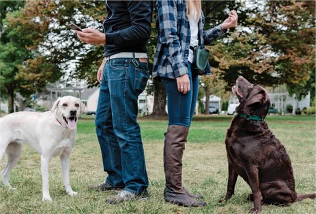 训犬师分享的5个养狗规则，不管对新手主人，还是老手主人都有用