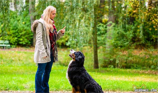 训犬师分享的5个养狗规则，不管对新手主人，还是老手主人都有用