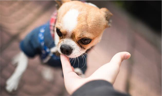 这6种小型犬是真的很记仇，一旦得罪，它就会“报复”你