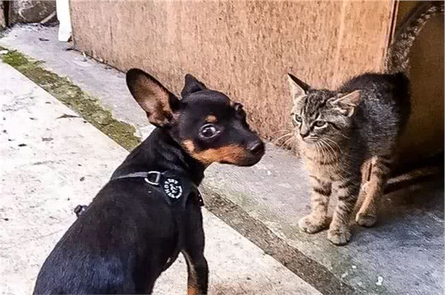 出门遛狗碰上的流浪猫，竟然每天定点蹲守，还跟踪到家