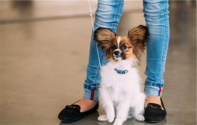 这样喂食蝴蝶犬，简直是毁了它，喂食5大禁忌你做错了几个？