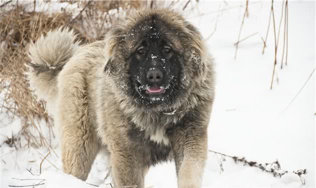 高加索犬和比特犬哪个更厉害？说实话都是各有千秋吧！