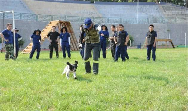 搜救犬“养成记”！如同闯关升级，差一步都不行