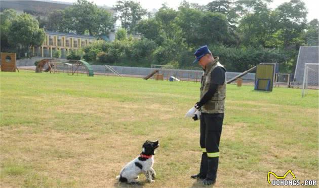 搜救犬“养成记”！如同闯关升级，差一步都不行