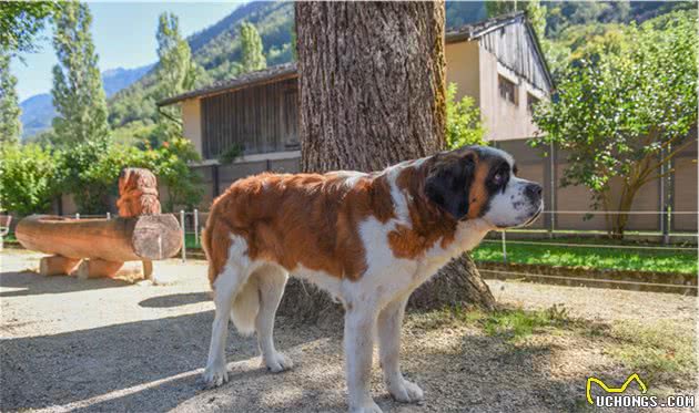 瑞士最古老的犬种，是救援好手却濒临灭绝，号称“阿尔卑斯山獒”