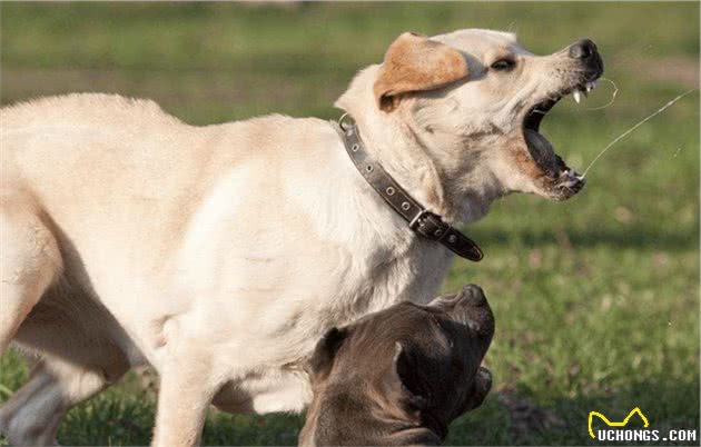 狗狗哪些部位最“脆弱”，遇到恶犬扑来，打它哪里最有效？