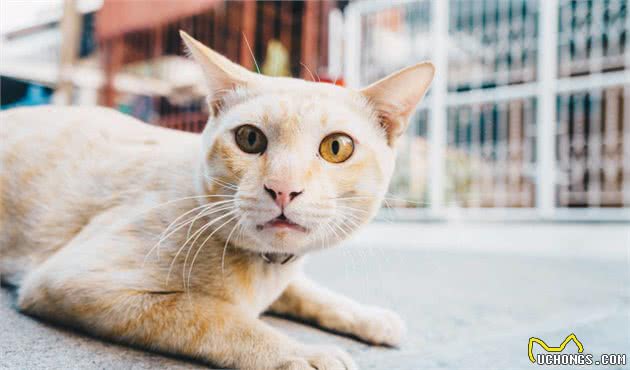 ④谈谈猫和狗之间关系，不是冤家不聚头