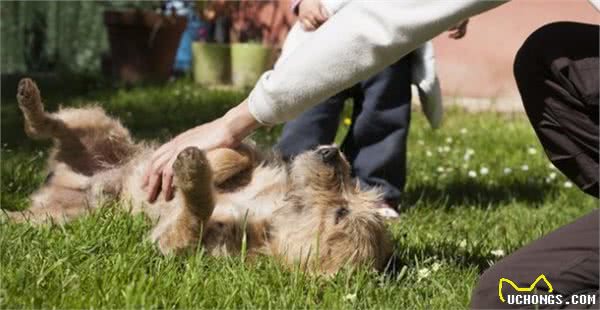 5大招抚摸狗狗,狗狗不仅开心,还会更加爱你