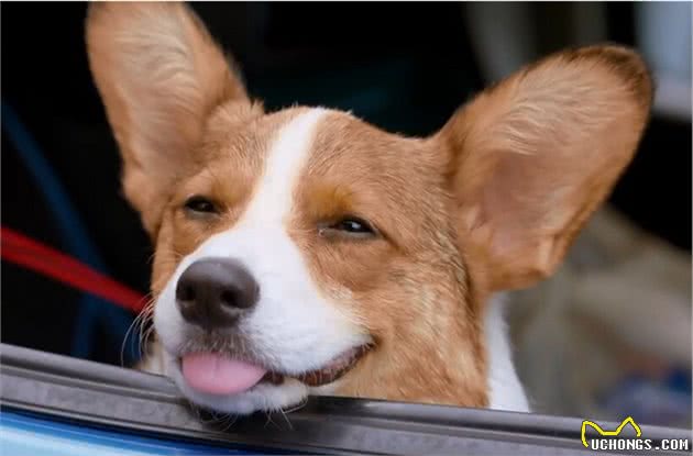 5大招抚摸狗狗,狗狗不仅开心,还会更加爱你