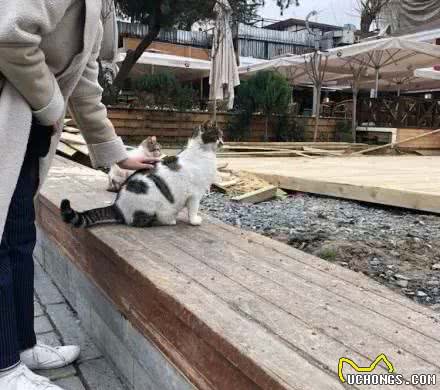 这里是流浪猫狗的天堂，很多人慕名前去撸猫逗狗