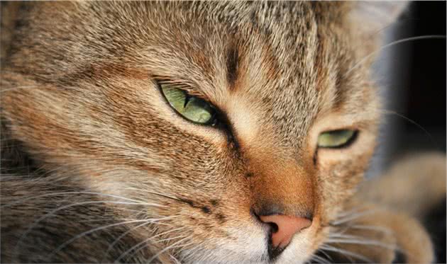 七张气场强大的狸花猫，眼神犀利，果然有纹身的都是大哥！