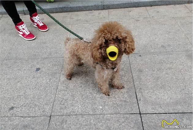 泰迪犬身上的几个小秘密，主人如何分辨？你家狗狗肯定能中招