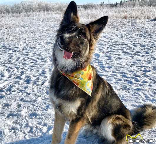 狗狗面部畸形多次被弃养，受救助后竟成为精神抚慰犬，暖哭