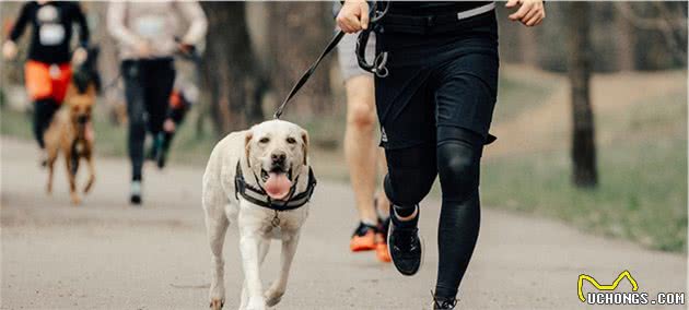 带狗狗跑步，其实不是想跑就能跑，先为狗狗准备好这些