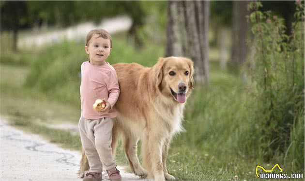 最温顺的6种中大型犬，超适合陪伴孩子一起长大