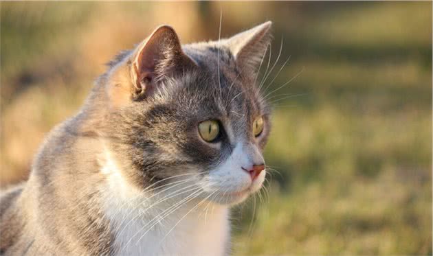 中华田园猫的颜值有多高？被国人视为土猫，在国外却与名猫齐名