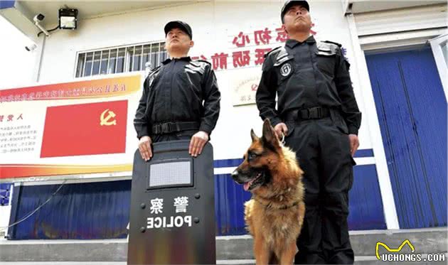 警犬立功！天龙、贝克你们好样的！