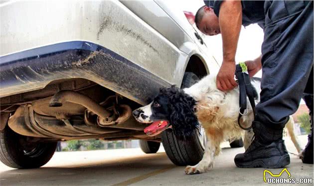 警犬立功！天龙、贝克你们好样的！