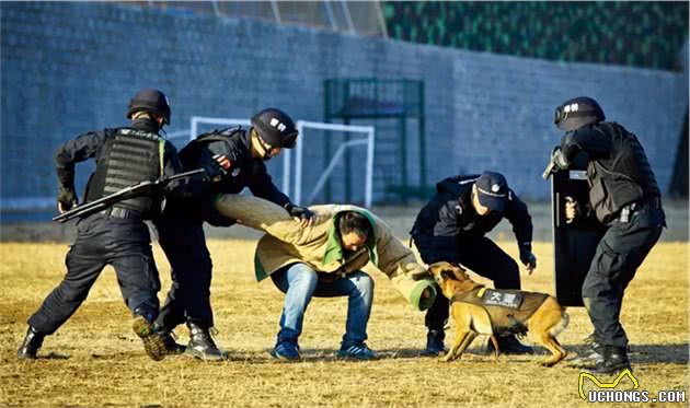 警犬立功！天龙、贝克你们好样的！