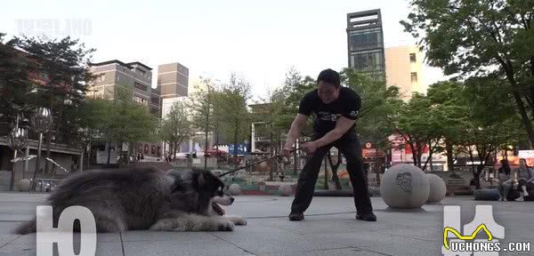 阿拉斯加犬以为自己会飞，直接摔瘸！打石膏后像穿了高跟鞋