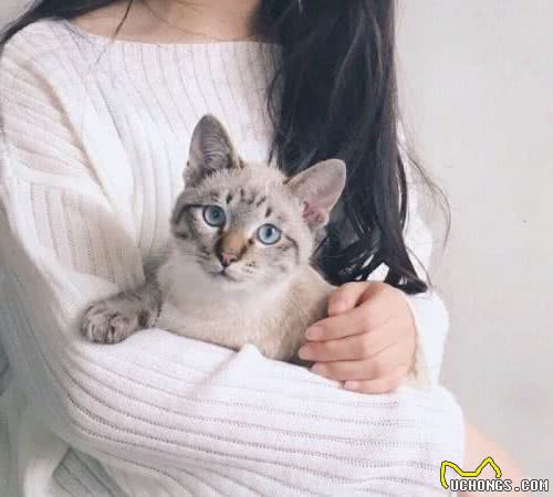 你的抱猫咪姿势正确吗？小心主子的喵喵拳！四步教你轻松抱猫